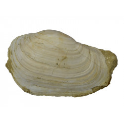 panopea vaudini