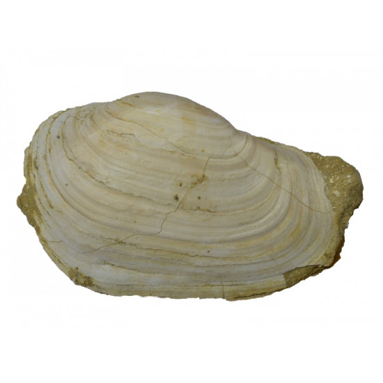 panopea vaudini
