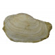 panopea vaudini