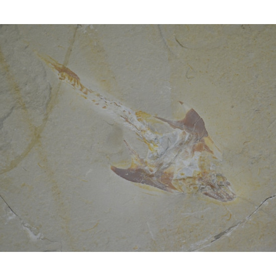 Coccodus armatus