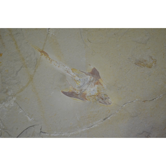 Coccodus armatus