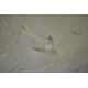 Coccodus armatus