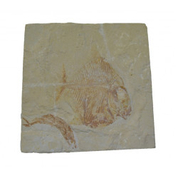 Palaeobalistum goedeli 
