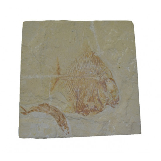 Palaeobalistum goedeli 