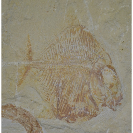Palaeobalistum goedeli 