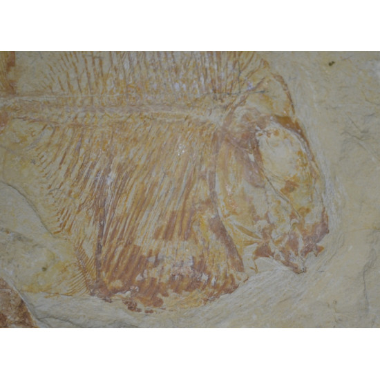 Palaeobalistum goedeli 
