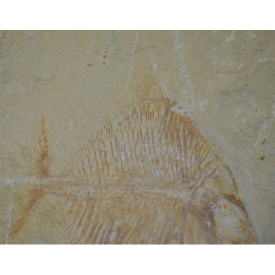 Palaeobalistum goedeli 