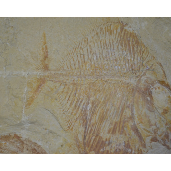 Palaeobalistum goedeli 