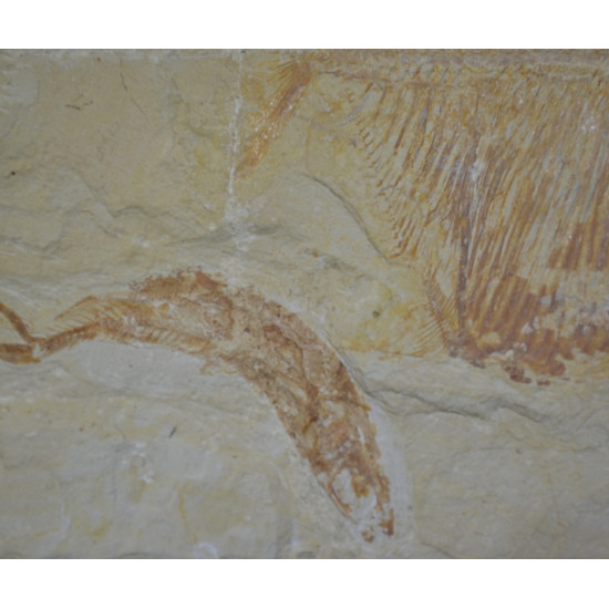 Palaeobalistum goedeli 