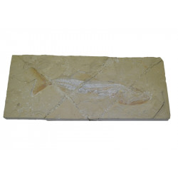 Enchodus marchesettii 