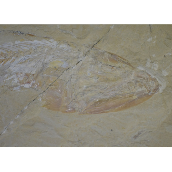 Enchodus marchesettii 