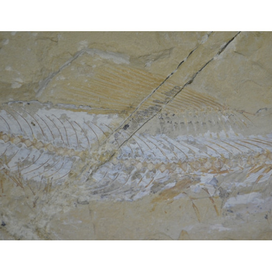 Enchodus marchesettii 