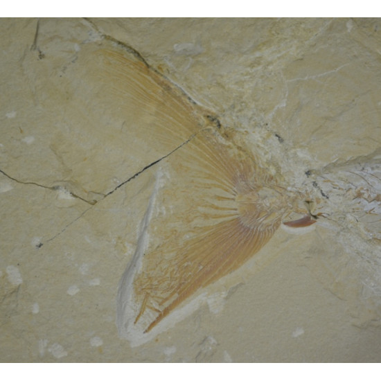 Enchodus marchesettii 