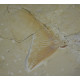 Enchodus marchesettii 
