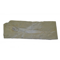 Pararhincodon lehmani (shark)