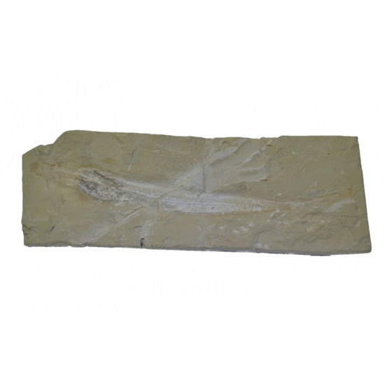 Pararhincodon lehmani (shark)