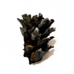 pinus sp.