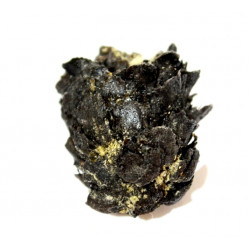 pinus sp.