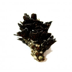 pinus sp.
