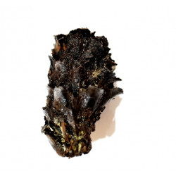 pinus sp.