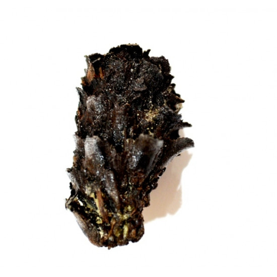 pinus sp.