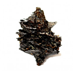 Pinus sp.