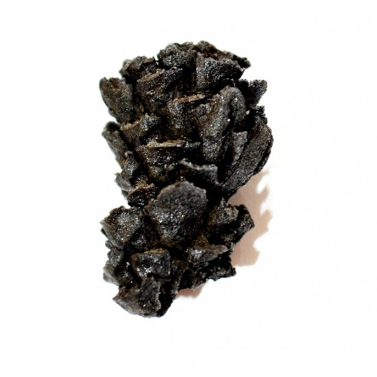 Pinus sp.