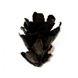 pinus sp.