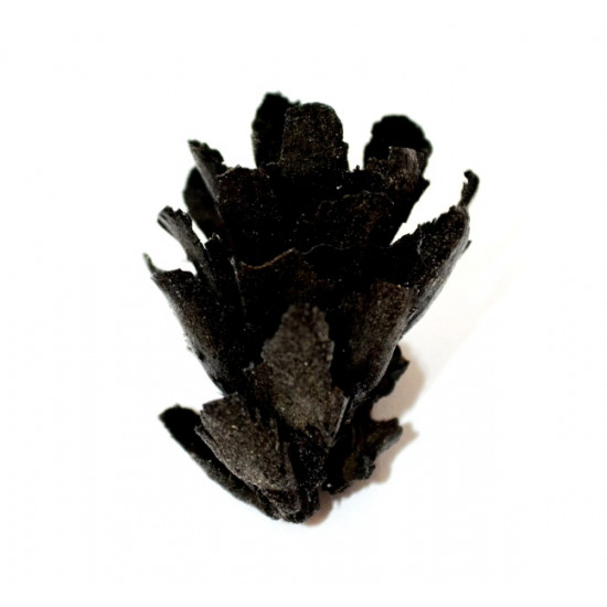 pinus sp.