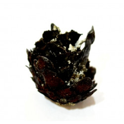 pinus sp.
