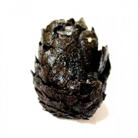 Pinus sp.