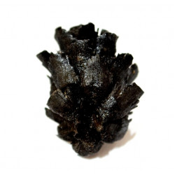 pinus sp.