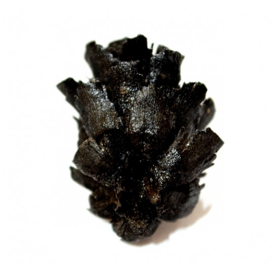 pinus sp.