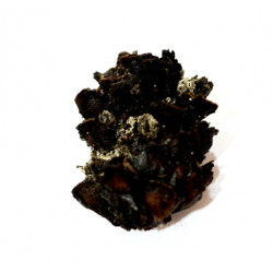 pinus sp.