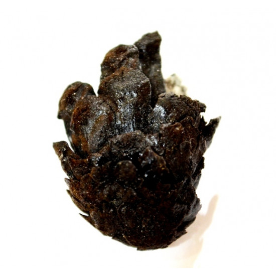 Pinus sp.