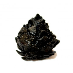 Pinus sp.