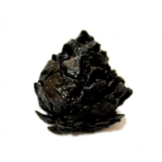 Pinus sp.