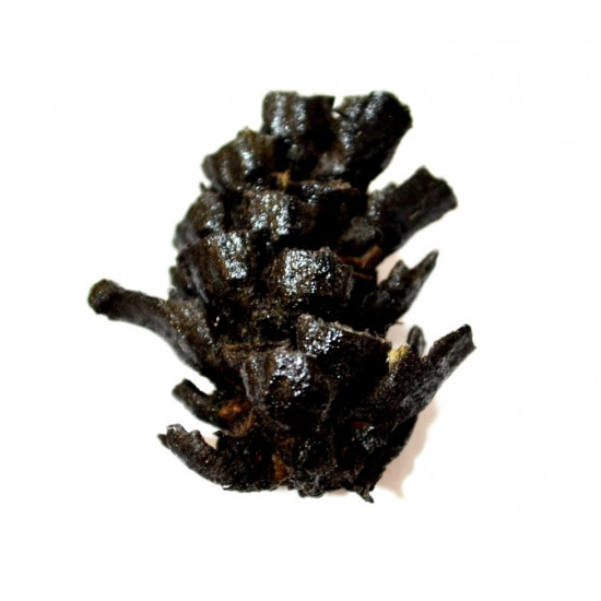 Pinus sp.
