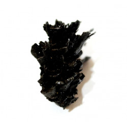 Pinus sp.