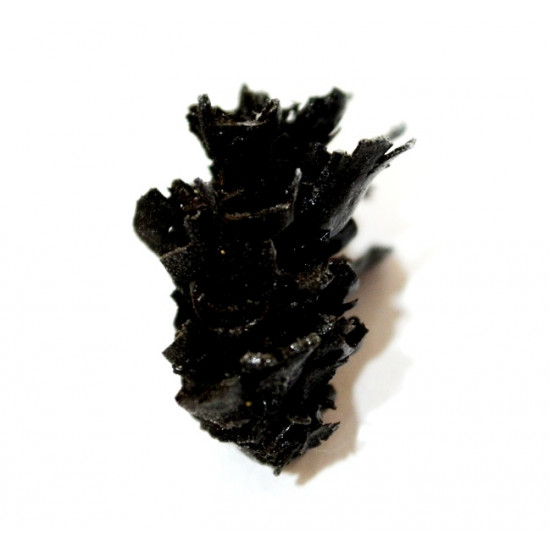 Pinus sp.