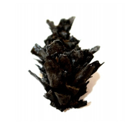 pinus sp.