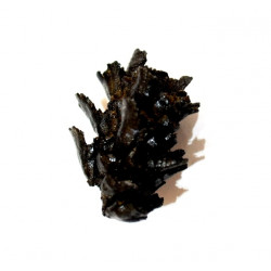 pinus sp.