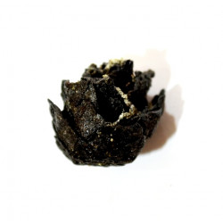 Pinus sp.