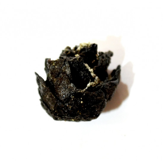 Pinus sp.