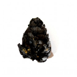 pinus sp.