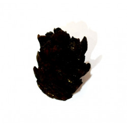 pinus sp.