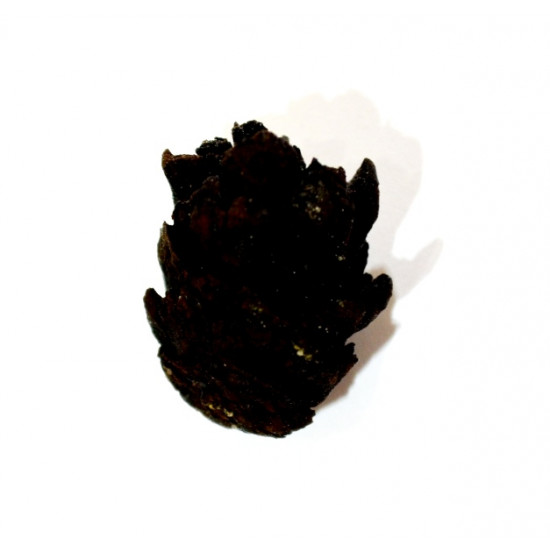 pinus sp.