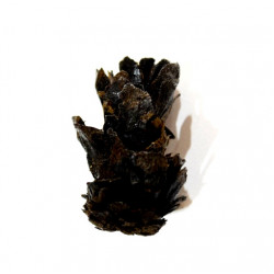 pinus sp.