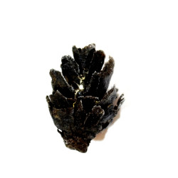 pinus sp.