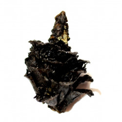 pinus sp.